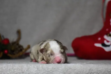 Miniatur amerikanischer Schäferhund - Winstead Once Upon The Frontier