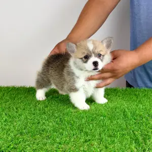Welsh Corgi Pembroke - Cosima