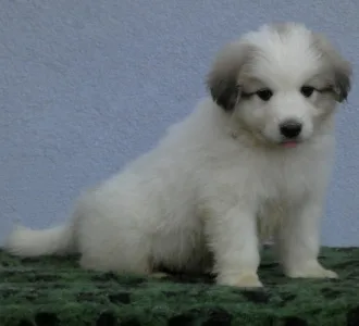 Pyrenean Mountain Dog - Candybelldream Egon