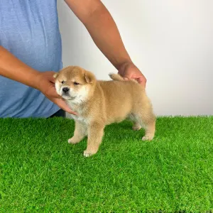 Shiba Inu - Taiyo