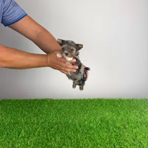 Yorkshire Terrier - Barry
