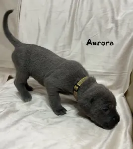 Cane corso - Aurora
