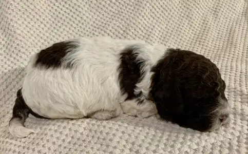 Romagna Water Dog - Friendly Lagotto Lucky