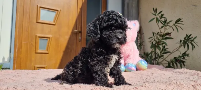 Pudel Toy - Negro
