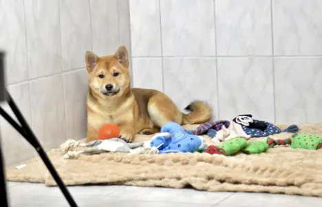 Shiba Inu - Bravados Benika