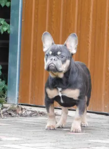 Buldog francuski - Forest