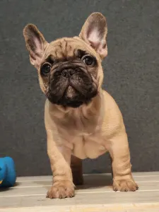 Bulldog francez - Elmo