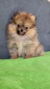 Pomeranian - Muffin 