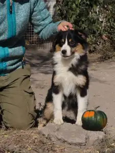Miniatur amerikanischer Schäferhund - Dailos You Got Me Intoxicated