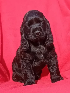 Cocker spaniel inglese - Magic