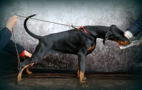 Dobermann - Piroska