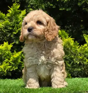 Cavapoo - Benjamin