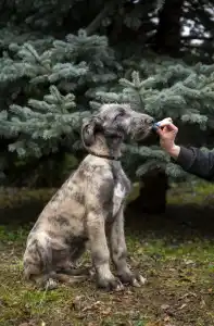 Irish Wolfhound - Berry