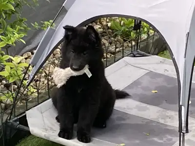 Belgian Shepherd Dog - Gerőcsvári Freya
