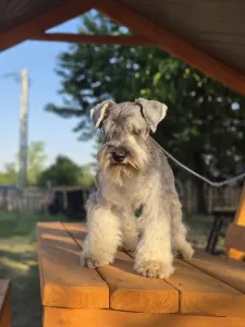 Zwergschnauzer - Kicsijo
