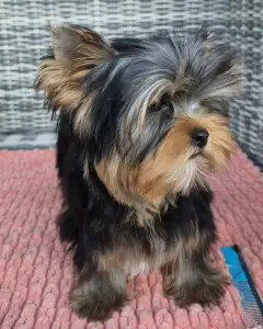 Yorkshire Terrier - Taboo (kisméretű / Small Size)