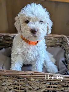 Romagna Water Dog - Ürömi Szarvasgombász Honey