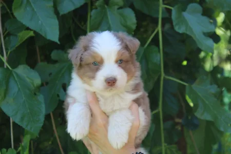 Australian Shepherd - Gladstone Aussies Kid From The Block
