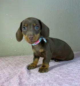 Dachshund - Carlos