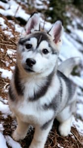 Husky siberian - Polar Moonlights