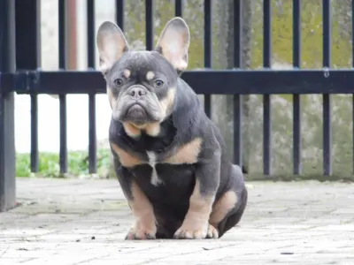 Buldog francuski - Forest