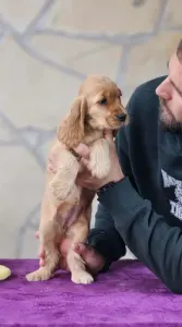 Angol Cocker spániel - J. Of Your Sweetest Dream