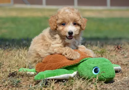 Maltipoo - Avokádó 