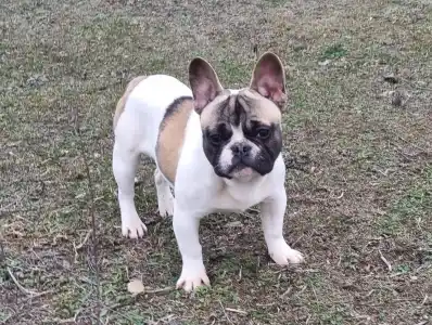 Bulldog francez - Igor "folti"