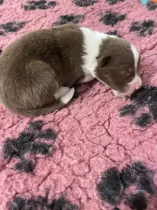 Border Collie - Fekete Nyakörv/ Barna Kan