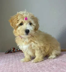 Maltipoo - Thalia