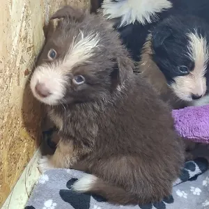 Border Collie - Dazzling Borders Beyond Dreams