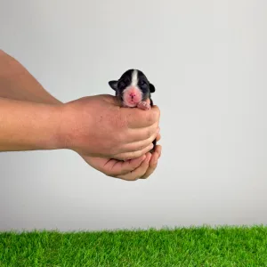 Ausztrál juhászkutya - Cagan