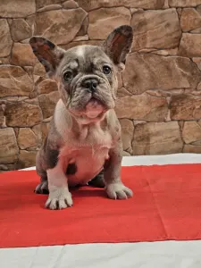 Francuski buldog - Danilo