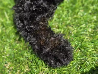 Cavapoo - Mendosa