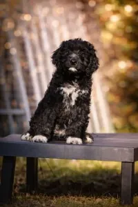 French Water Dog - Ellie