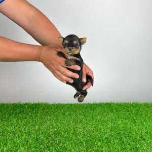 Yorkshire Terrier - Wolke