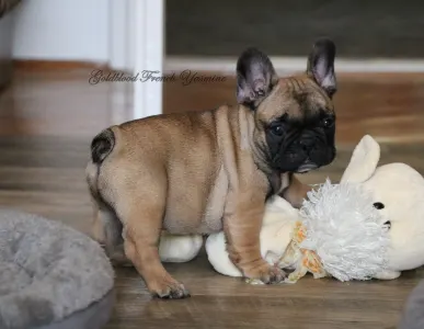 Francia bulldog - Yasmine 