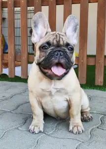 French Bulldog - Elmo