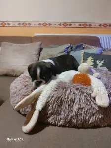 Boston Terrier - Üstökös ( Comet )