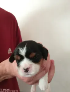 Cavalier king Charles spaniel - Gála