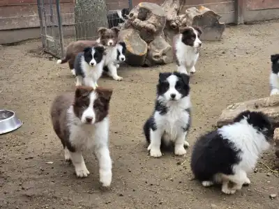 Border Collie - Sio-Bella