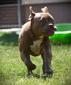 American Bully - Pocket - Ghostface Fighters Luna