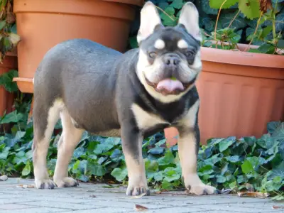 French Bulldog - Spot