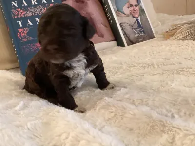 Lagotto Romagnolo - Bizsu