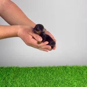 Yorkshire Terrier - Shakira