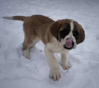 Saint Bernard - Roger