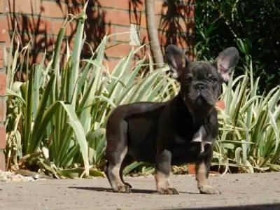 Buldog francuski - Donnie