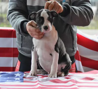 American Staffordshire Terrier - Christmas Dragons Arnold