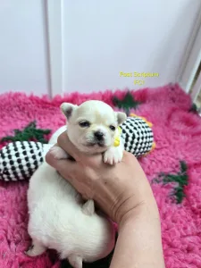 Chihuahua - Pianka 