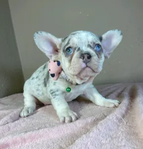 Französische Bulldogge - Elina